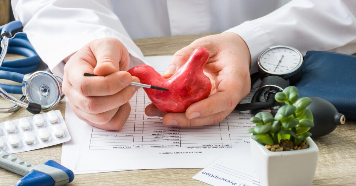 Doctor holding model of stomach